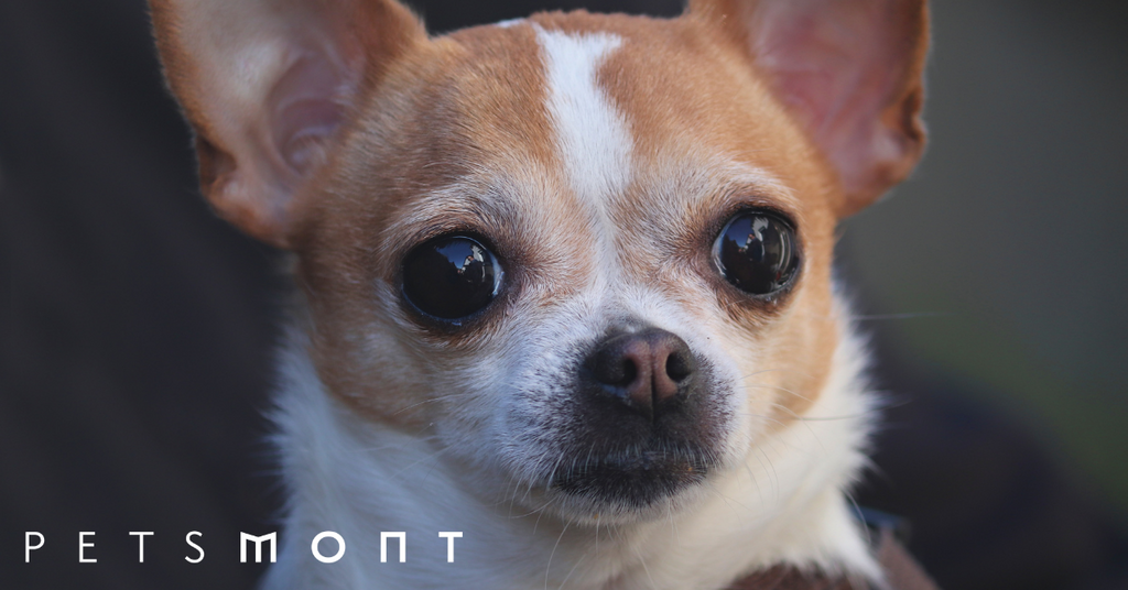Chihuahua Adoption: Know These Things