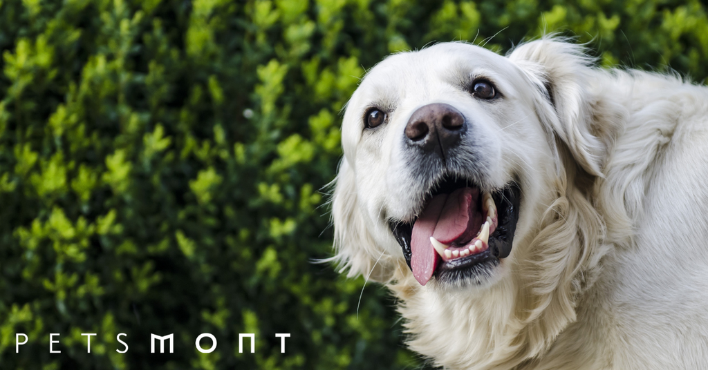 Best Dog Toothpaste: What to Know Before You Buy