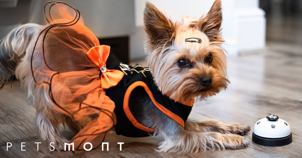 Three Easy Dog Tricks You Should Absolutely Teach Your Pet
