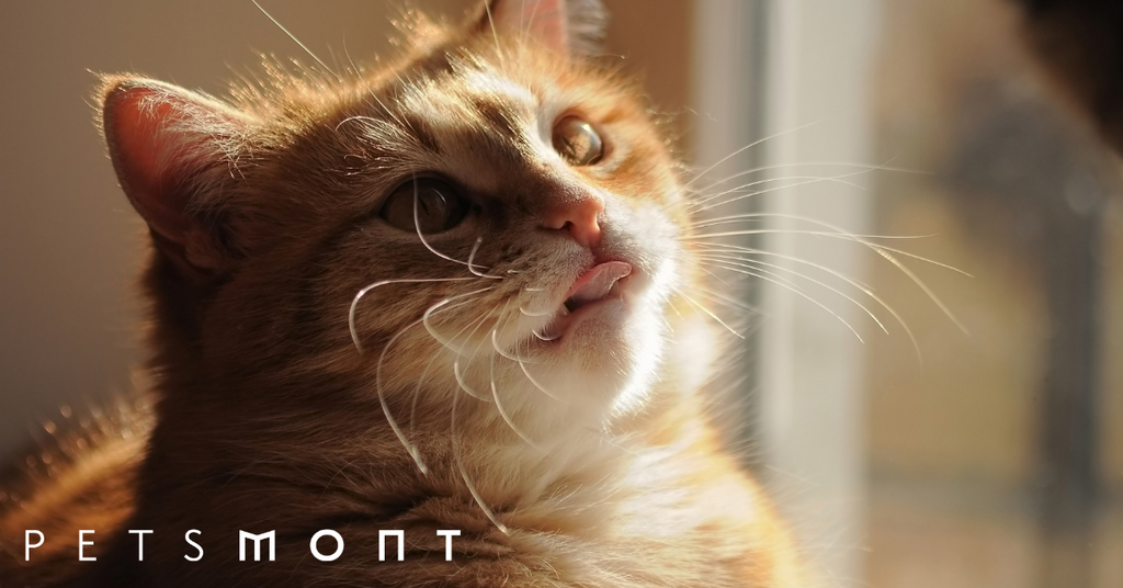 Why Do Cats Lick You: Know These Cat Facts