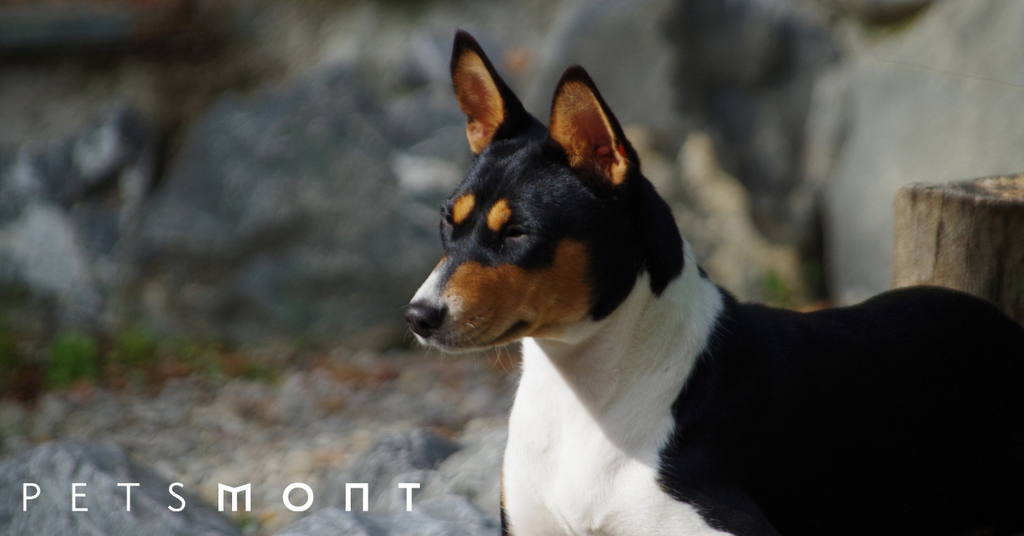 Dogs That Don’t Bark: For Dog Lovers Who Love a Quiet Lifestyle