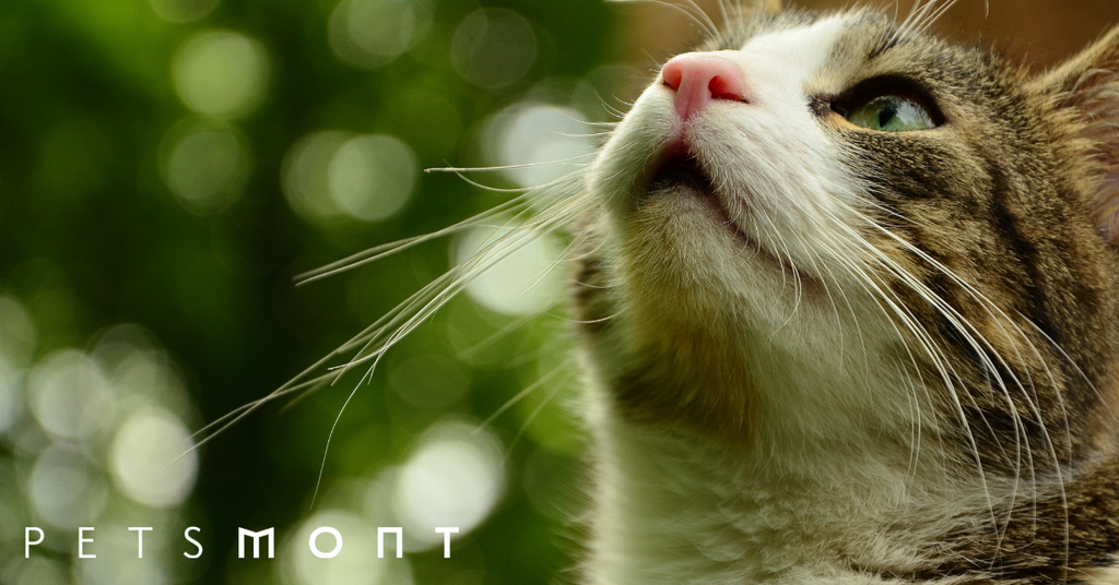 The Cat Nose: Common Cat Nose Conditions