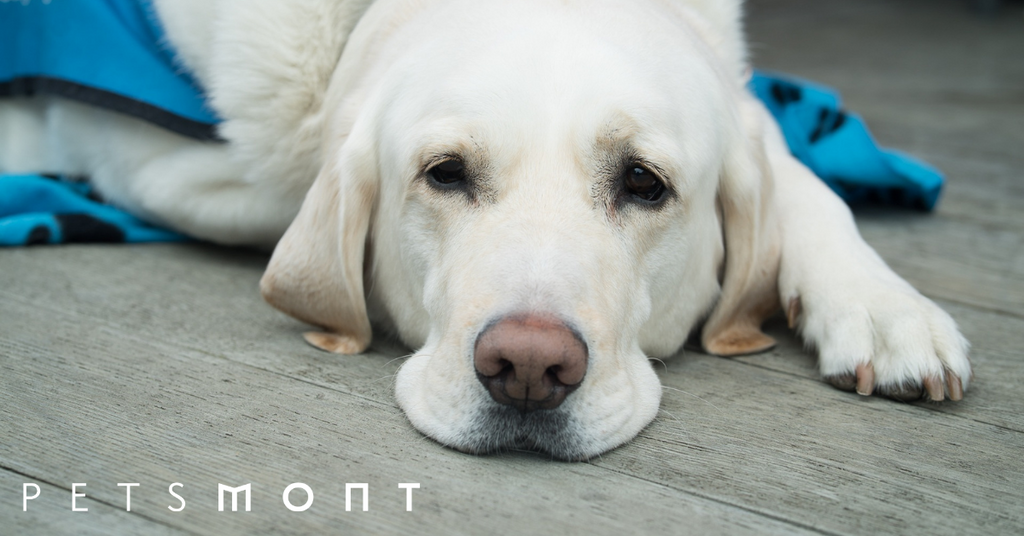 Holistic Treatments for Aches and Pains in Your Dog