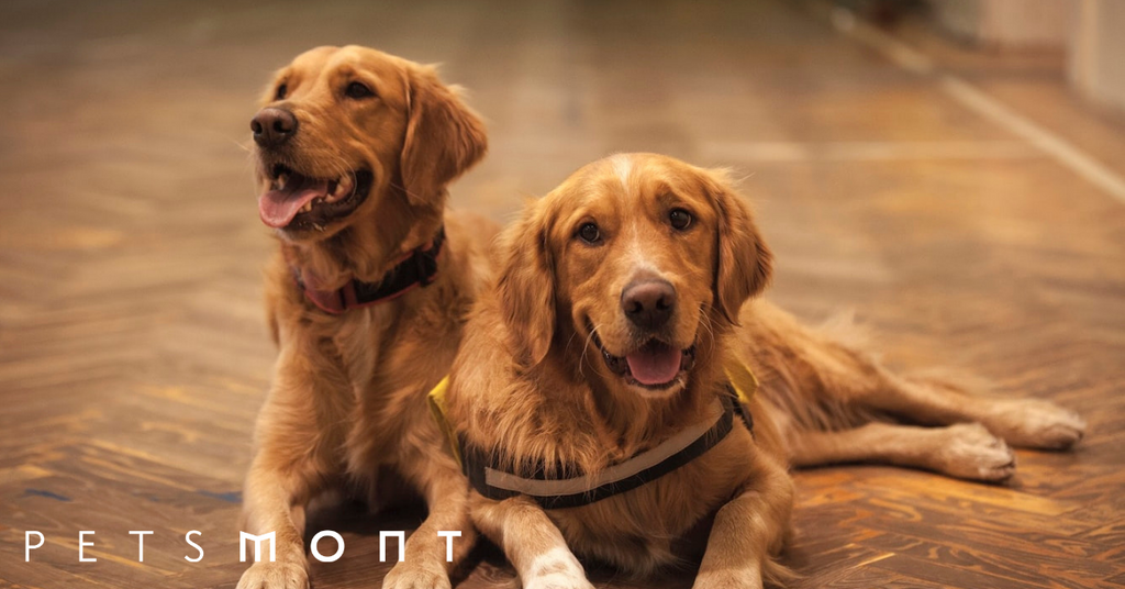 Feeding Your Dog: Best Feeding Tips for All Stages of Their Life