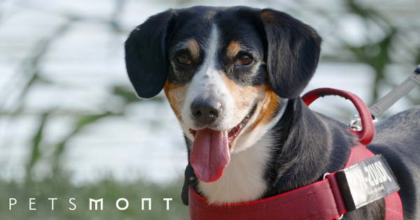 Leash Training a Puppy: Everything You Need to Know
