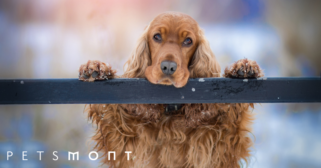 Cocker Spaniel Dog: Getting to Know This Dog Breed