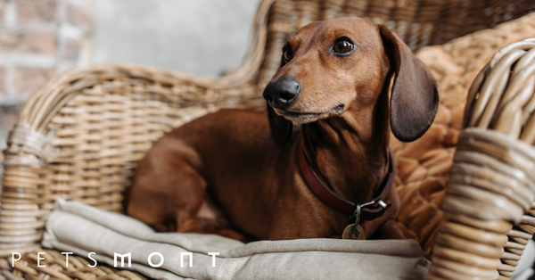 Miniature Dachshund Puppies: Here Are 4 Things You Need to Know