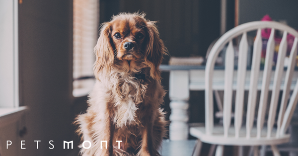 Best House Dogs That Will Complete Your Family