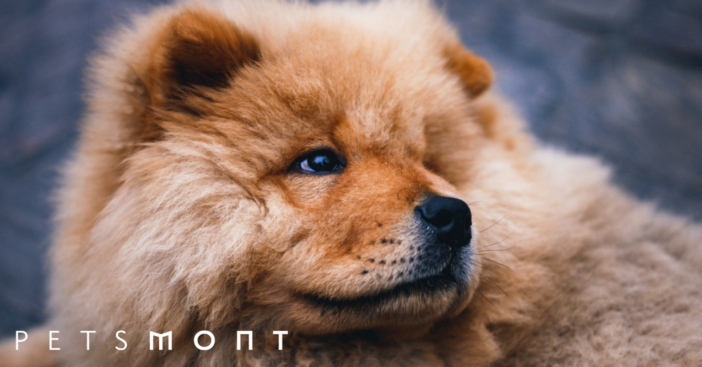 Here Are the 5 Most Well-Known Dogs