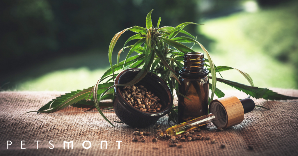 How CBD Hemp Oil for Dogs Is Becoming A Desire Amongst Consumers