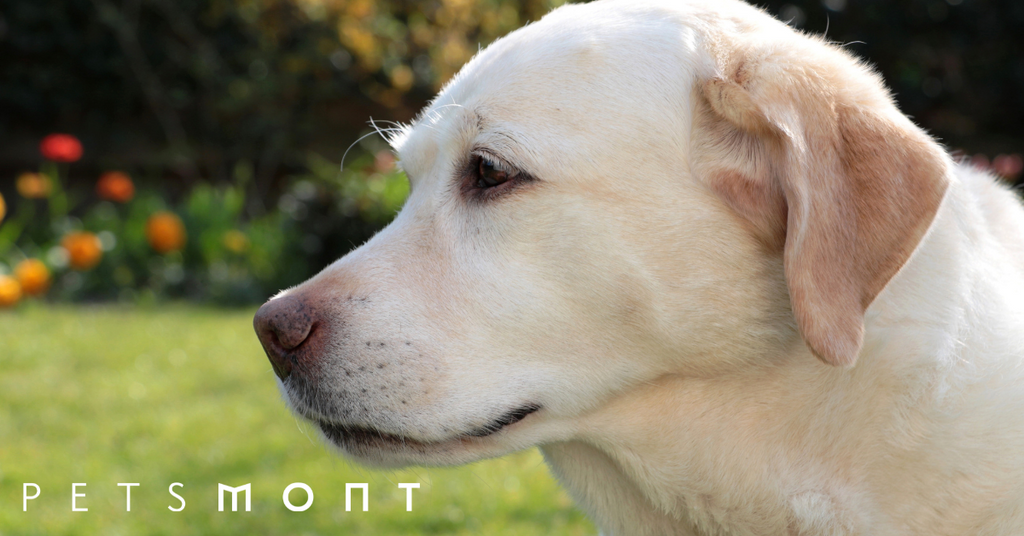 The Yellow Labrador Dog