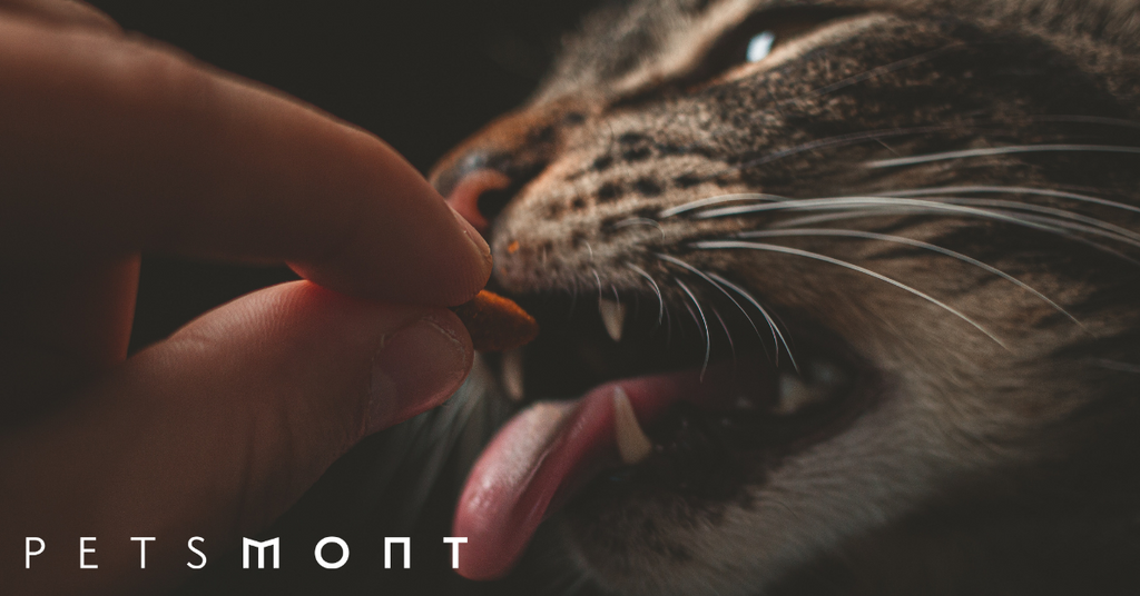 Know the Best Kept Secrets to Feline Nutrition