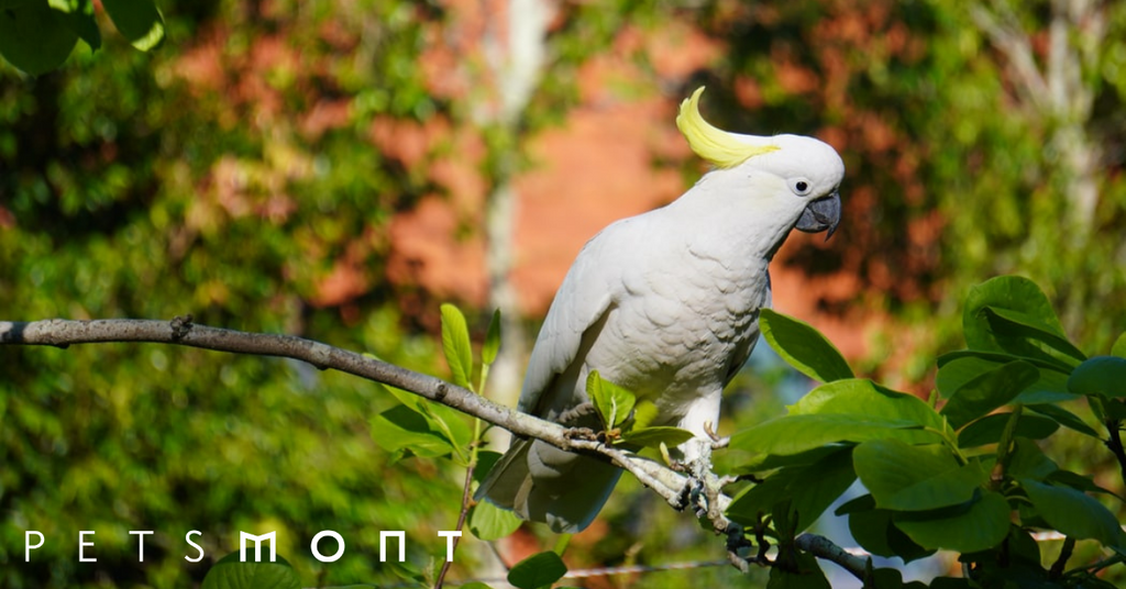Tips for Improving the Cockatoo Lifespan