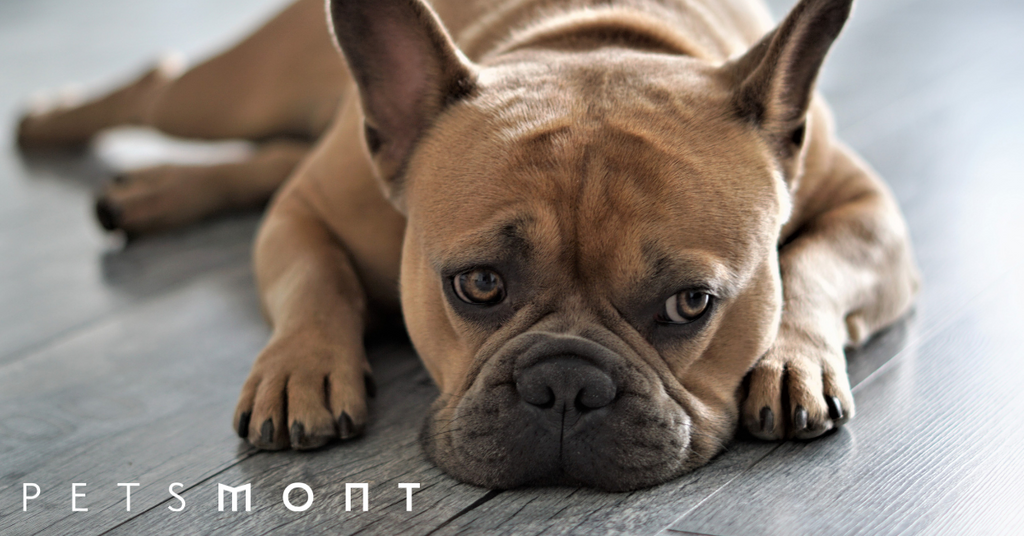 Puppy Paws: Four Things You Should Know