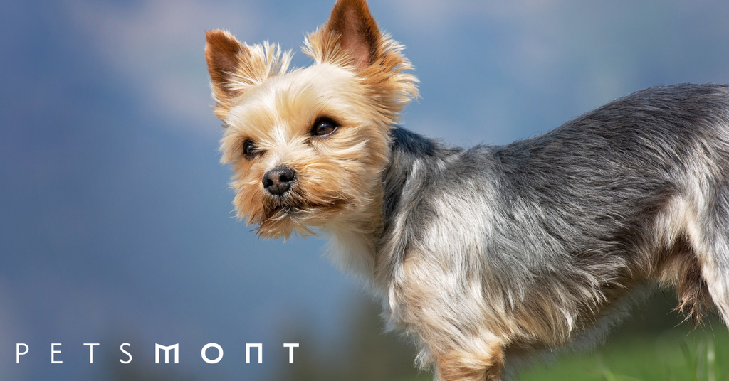 Yorkshire Terrier Puppy: Care and Temperament