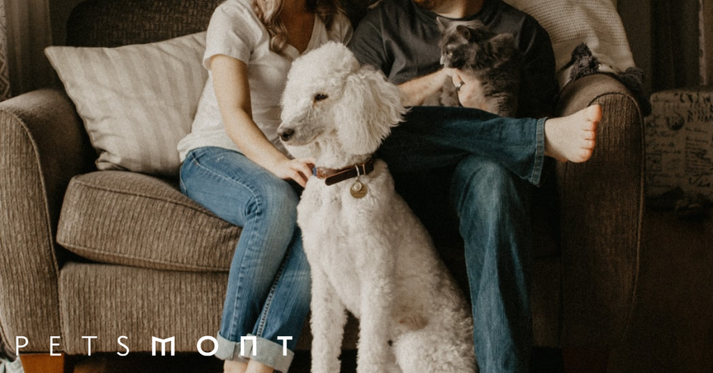 Are Pets Safe From Coronavirus?