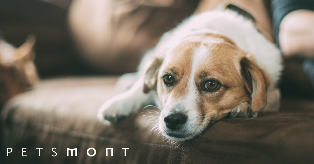 Dog Bite: What You Need to Know
