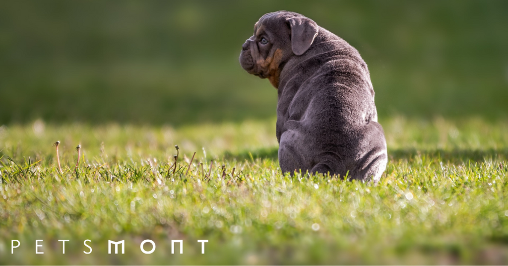 Top Things to Know About the Black English Bulldog