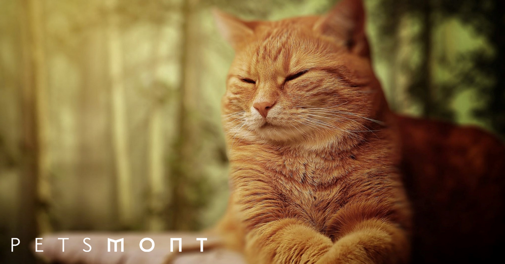 Everything You Need to Know About a Cat's Memory Span