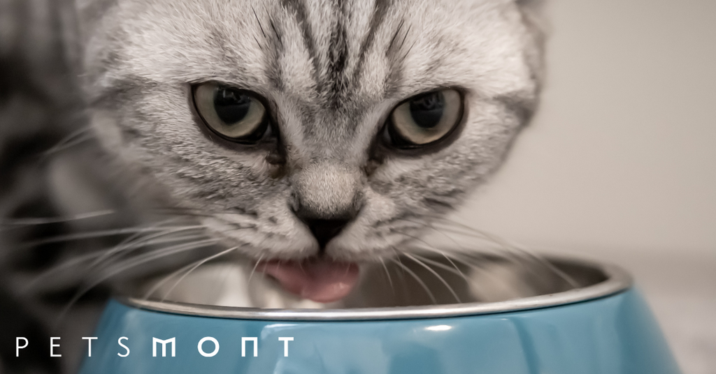 Here Are 3 Reasons Why You Need a Timed Cat Feeder