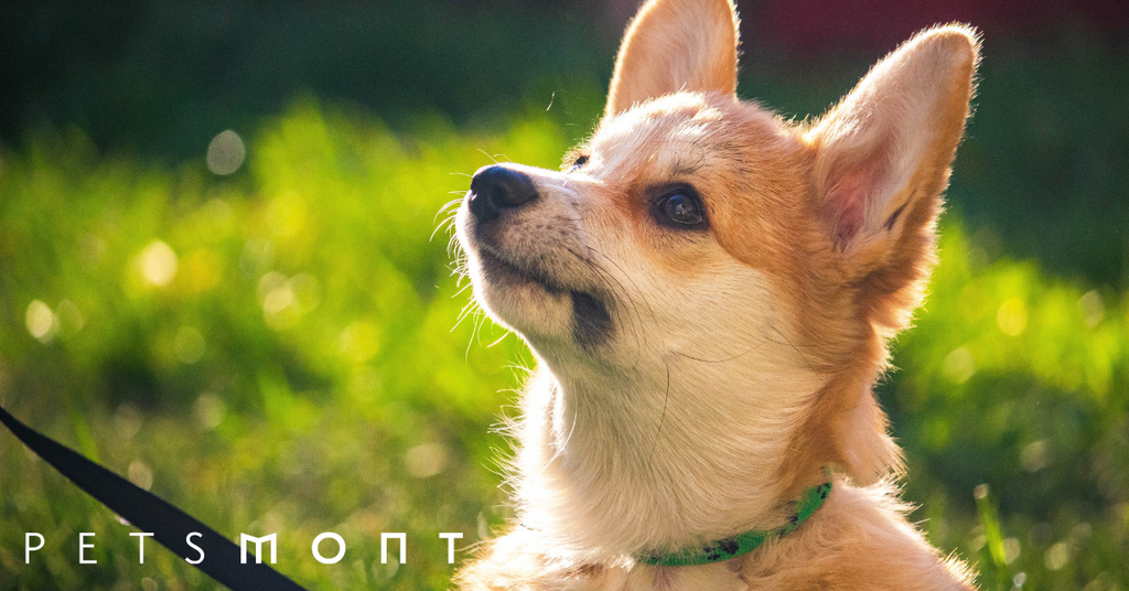 Most Amazing Facts About the Dog Brain