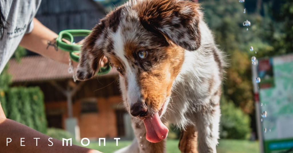 Pet Hygiene Tips You Need to Be Following Now