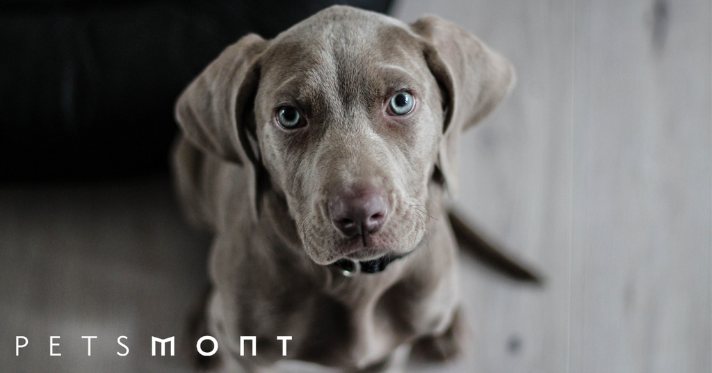 Dog Snout: Health Issues You Need to Know