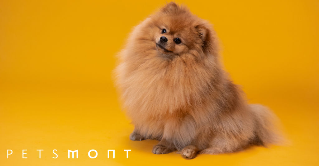 Pomeranian Dog Temperament