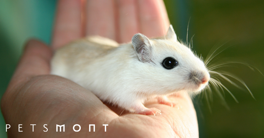 Gerbil Diet: How To Give Your Pet The Most Nutritious Food