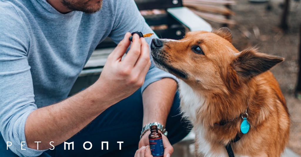 Should You Give Your Dog CBD: It Has Some Danger