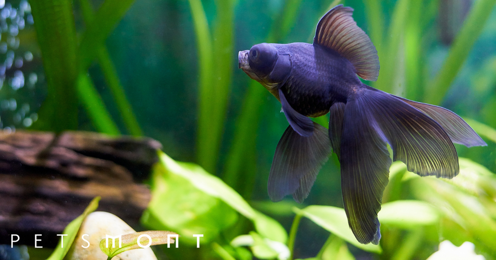 Pet Fish Names: Unique Names to Give to Your New Pet Fish