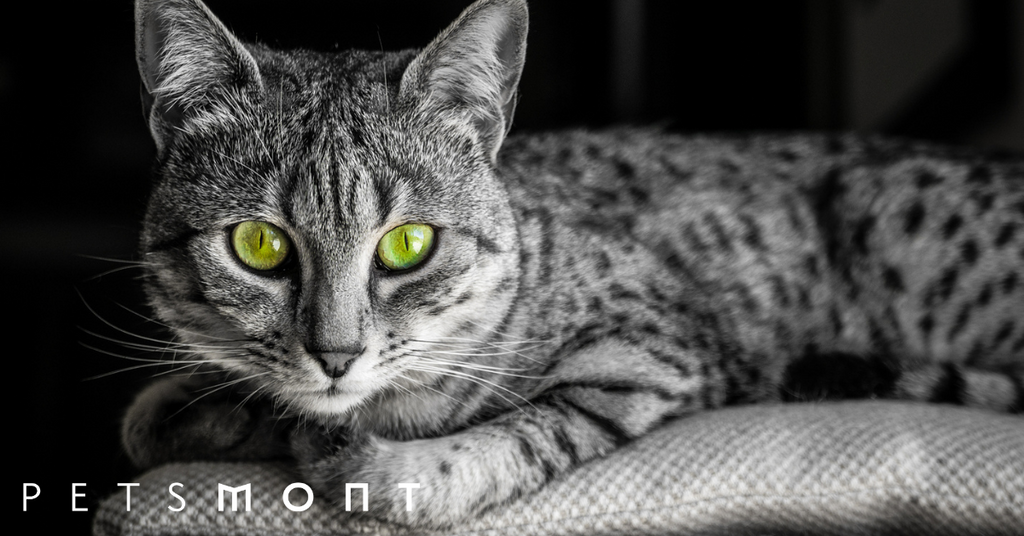 Traits and Facts of the Egyptian Mau Cat
