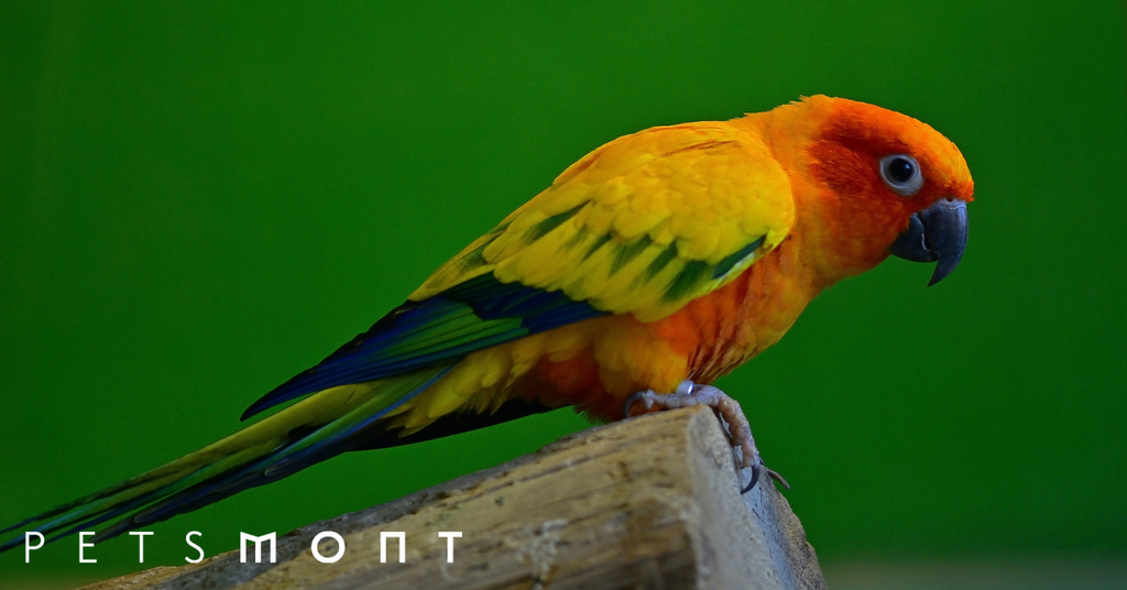 Parakeet Lifespan: How to Help Them Live a Long Healthy Life