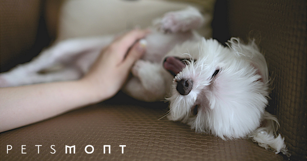 5 Primary Pet Care Tips You Need to Use
