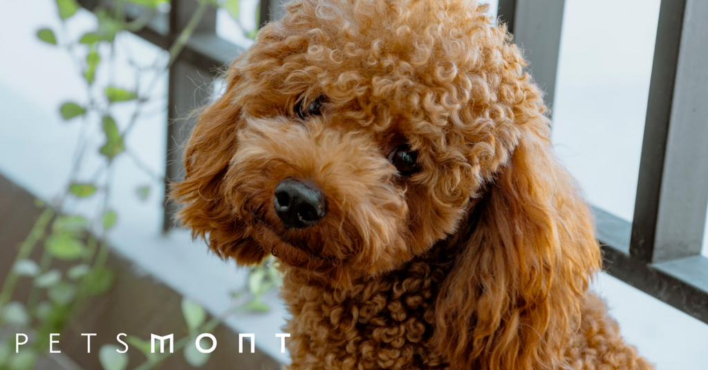 See These 9 Best Dogs for Seniors