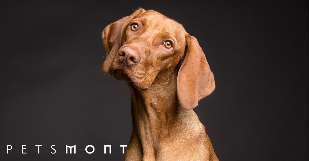 2020's Most Popular Pet Industry Trends
