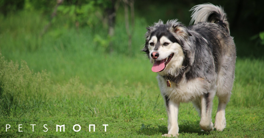 Signs of Good Health In Dogs