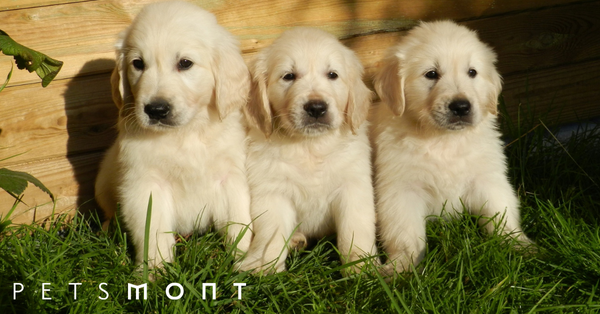 Retriever Dog: Know These Breeds