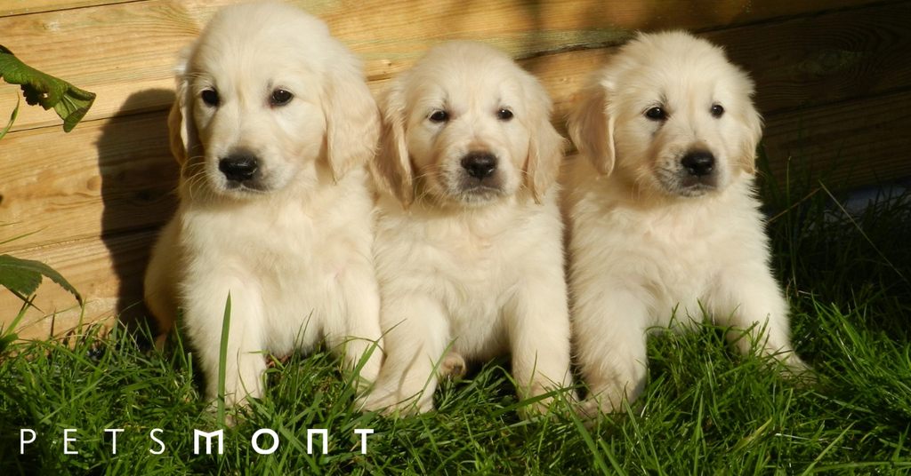 Retriever Dog: Know These Breeds