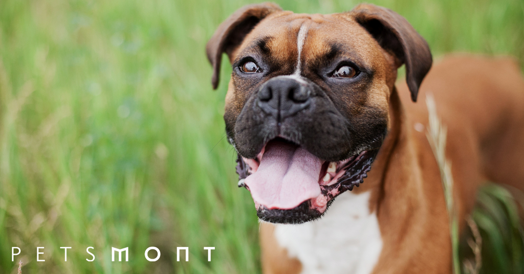 Boxer Dog Temperament