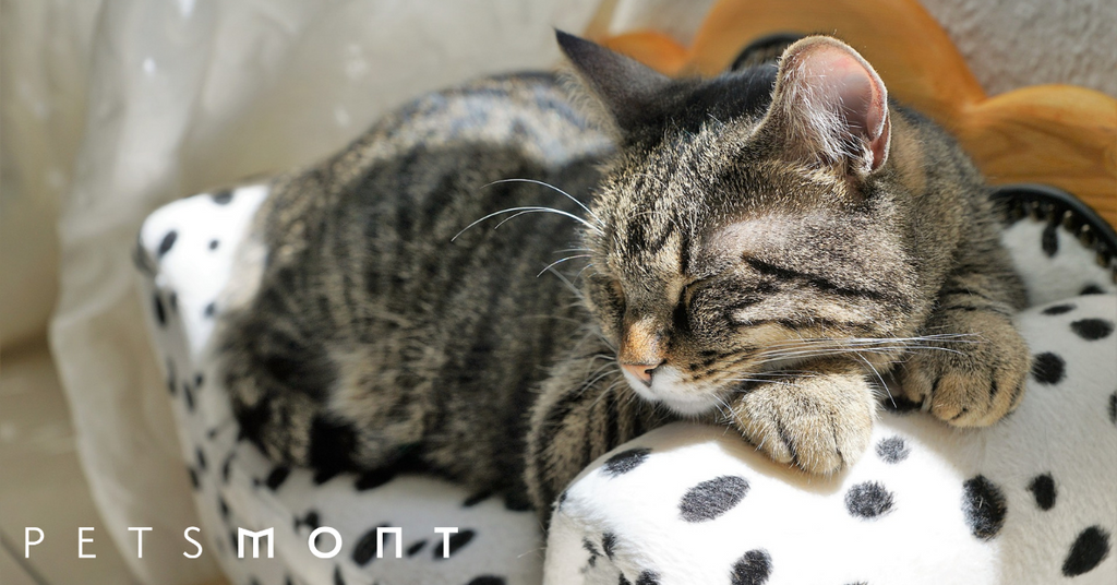 Cat Supplies: What You Need Before Adopting a New Cat