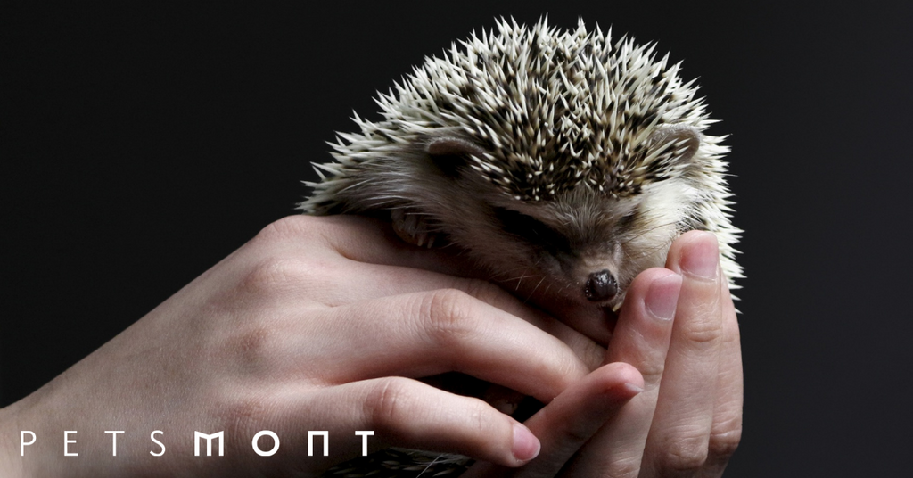Tips to Extend the Hedgehog Lifespan