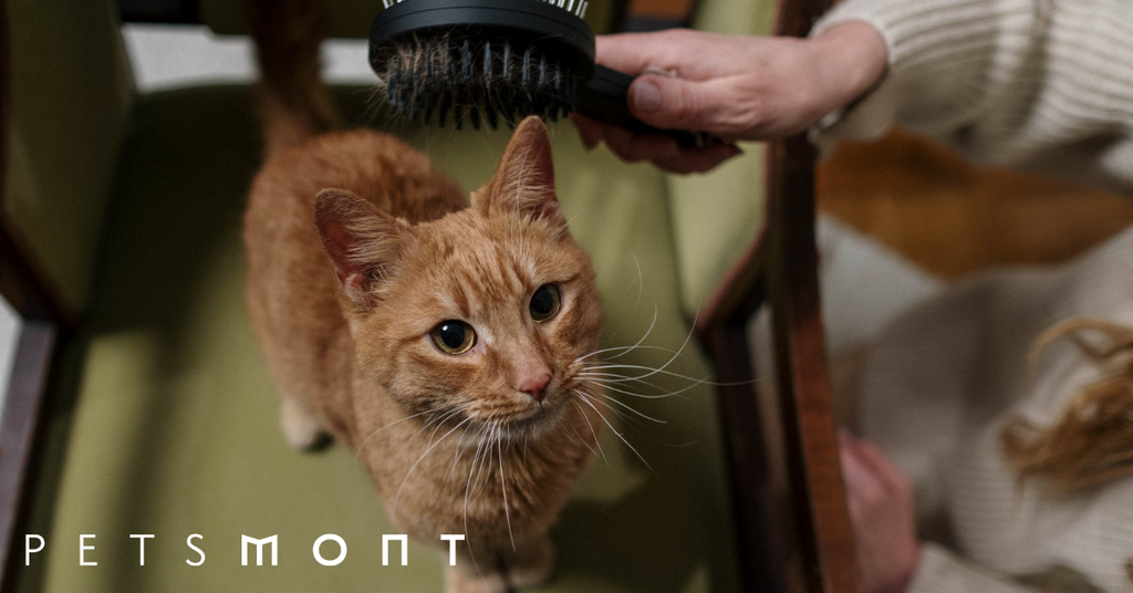 How to Groom a Cat: Good to Know Tips and Tricks