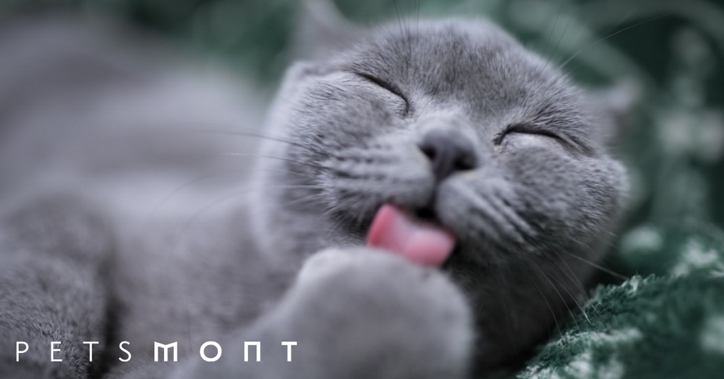 Can Cats Get Allergies? What You, the Owner, Needs to Know