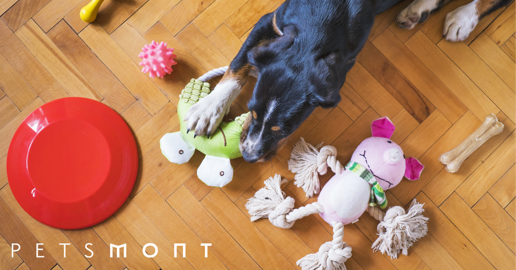 Best Puppy Supplies According to Vets
