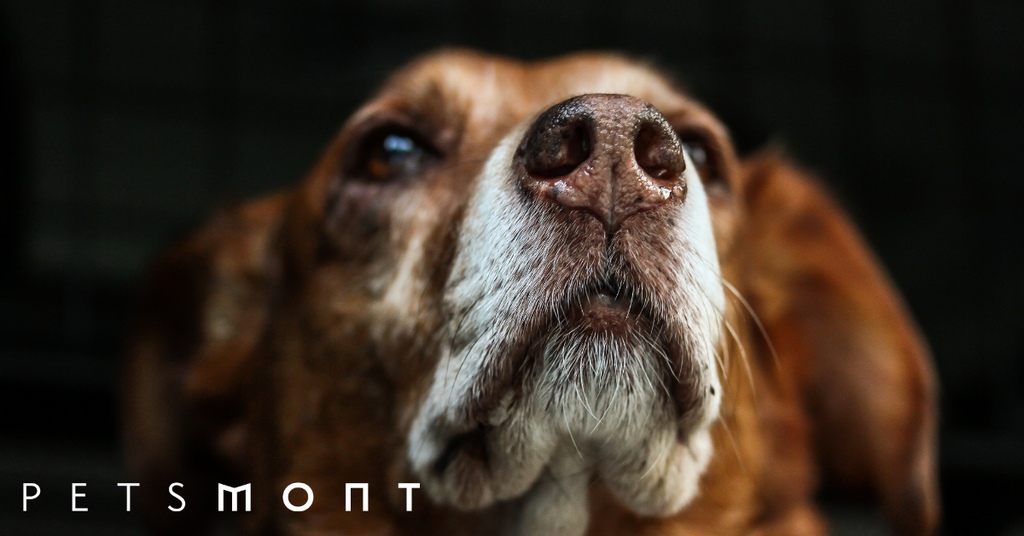 The Dog Nose: 5 Things You Need To Know About It