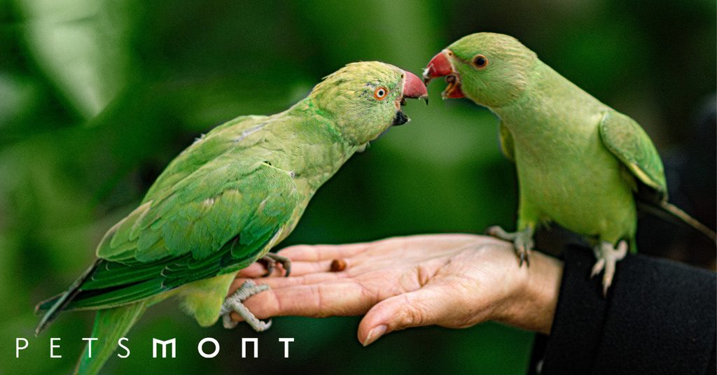 A Bird's Brain: Why They're Highly Intelligent