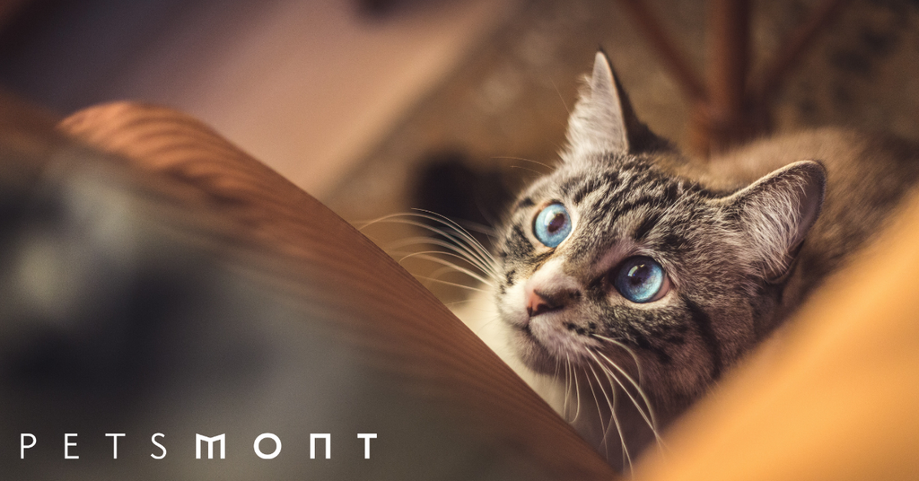 Weird Cat Behaviors: Here's What You Need to Know