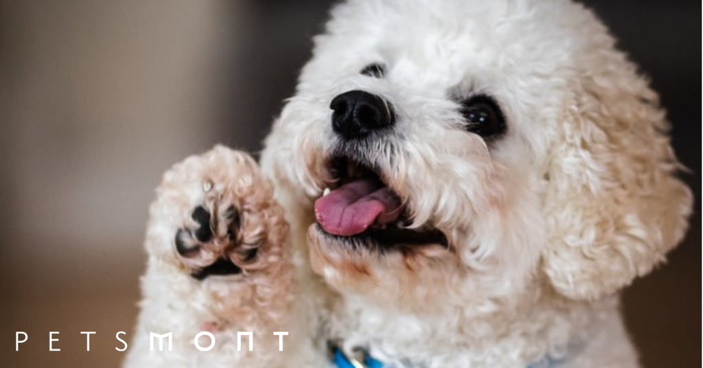 Dog Paw Balm: What You Need to Know