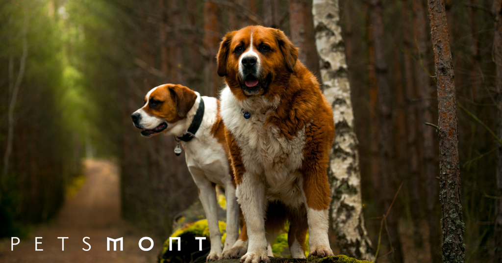 The Saint Bernard Dog Breed: What You Should Know